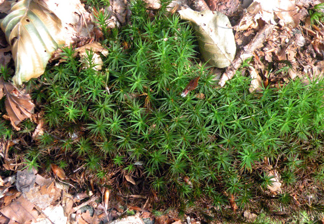 Polytrichum sp?